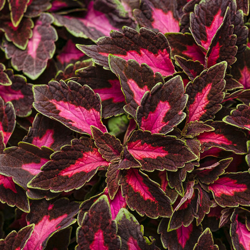 ColorBlaze® Velveteen® Coleus Foliage