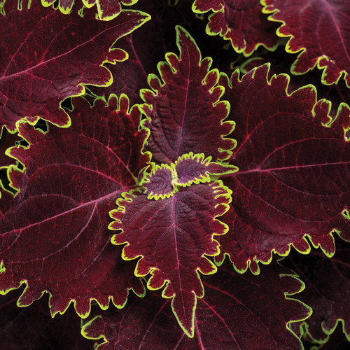 ColorBlaze Wicked Witch Coleus Foliage