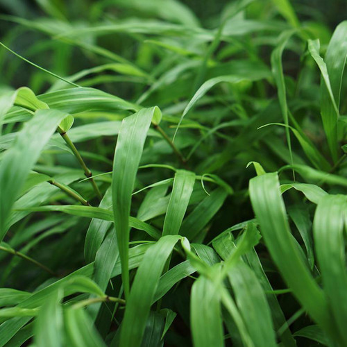 Common Japanese Forest Grass Close Up