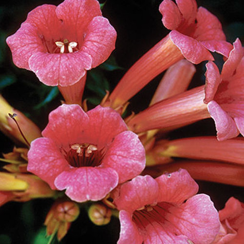 Common Trumpet Vine