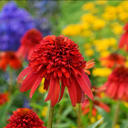 Cone-fections™ Hot Papaya Coneflower Plant Blooming