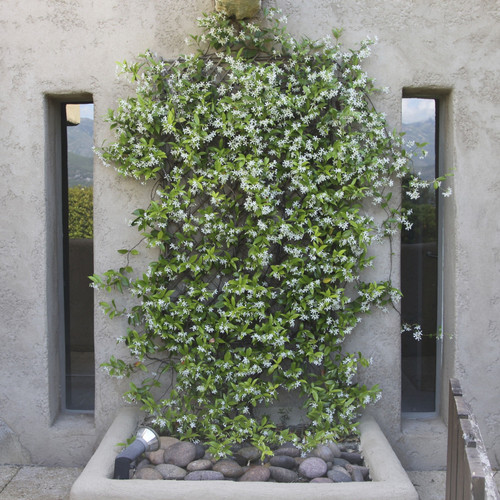 climbing plants