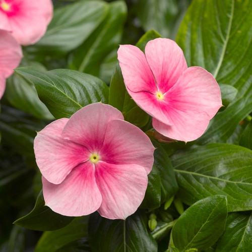 Cora Cascade Shell Pink Vinca Vine With Pink Leaves and Shiny Foliage
