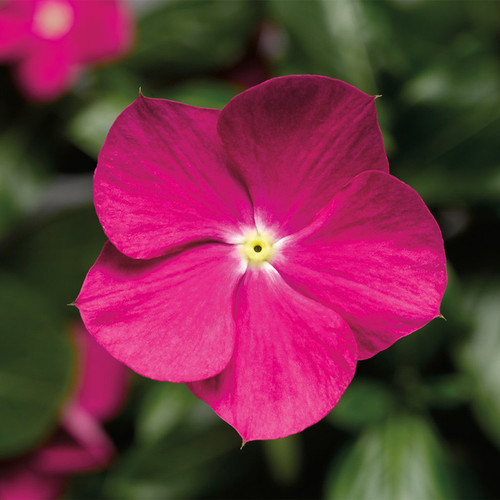 Cora Cascade Violet Vinca flower closeup