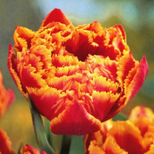 Crystal Beauty Tulip Bulbs flower