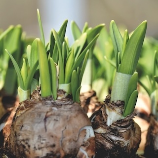 Bulb Care
