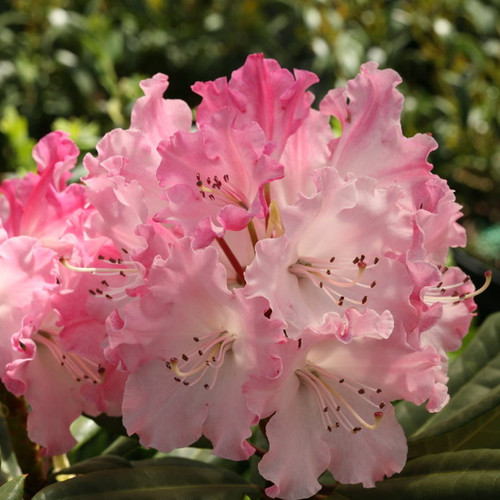 Dandy Man Color Wheel Rhododendron Bush up Close with Pink Blooms
