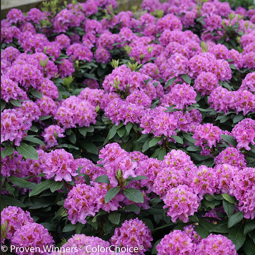 Dandy Man Purple Rhododendron Flowers