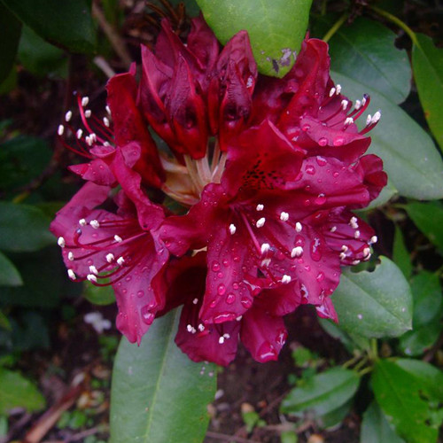 Dark Lord Rhododendron Flowers and Leaves