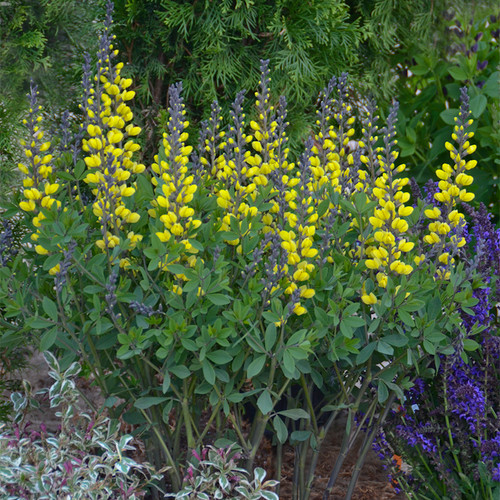 Decadence Lemon Meringue False Indigo in Landscaping