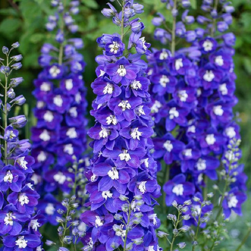 Delgenius Blue Fabulosa Delphinium covered in blooms