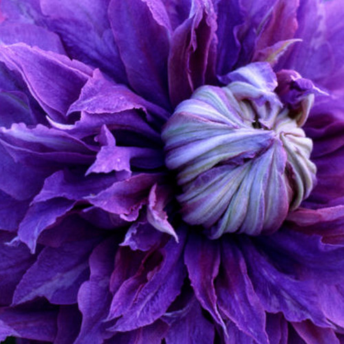 Diamantina Clematis Blooms Up Close
