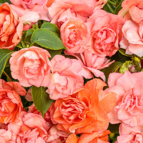 Rockapulco® Tropical Shades Double Impatiens  Flowering