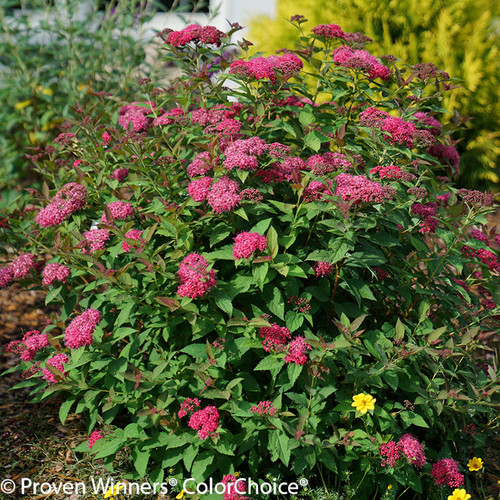Double Play Doozie Spirea Bush Blooming