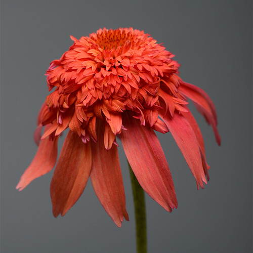 Double Scoop Mandarin Coneflower Orange Bloom Up Close