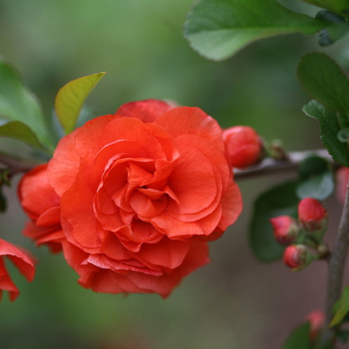 Double Take Orange Quince with Orange Bloom Up Close-