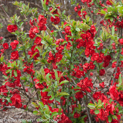 Double Take Scarlet Quince Bush with Red Flowers