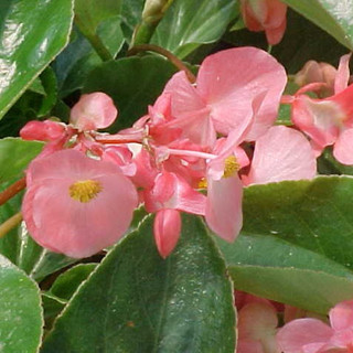 Drought Tolerant Shade Plants