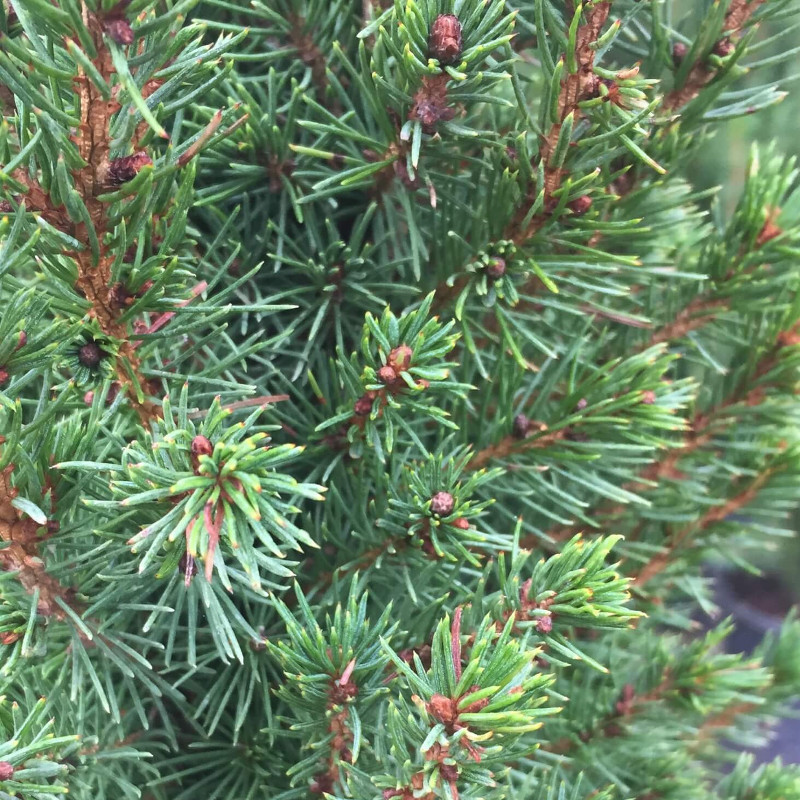 Drought Tolerant Shade Trees