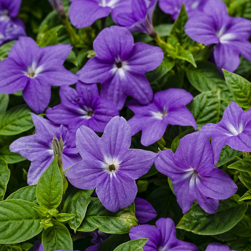 Endless Illumination Bush Violet Flowers and Foliage