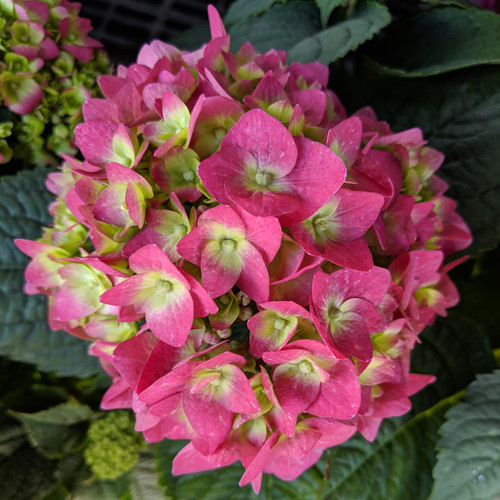 Endless Summer Summer Crush Hydrangea Red Blooms