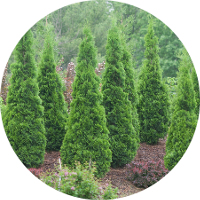 Evergreen Trees