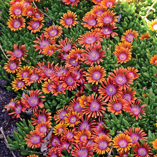 Fire Spinner® Hardy Ice Plant flowers blooms
