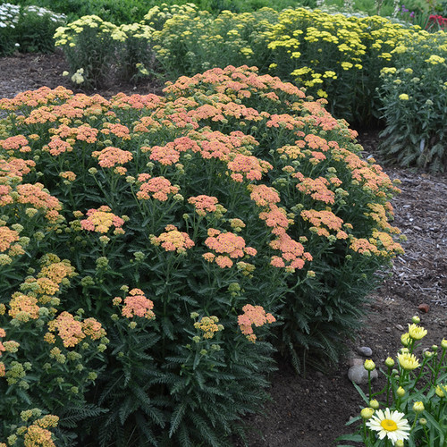 Firefly™ Peach Sky Yarrow in the garden