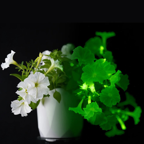 Firefly Petunia Day/Night