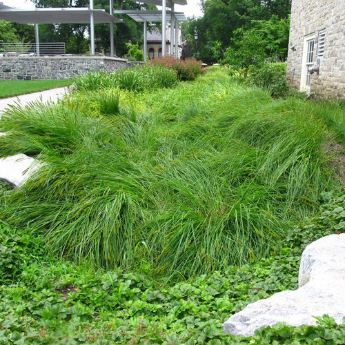 Fox Sedge Grass in the Front Yard