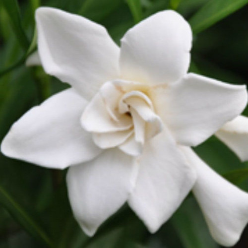 Frost Proof Gardenia White Flower Cropped