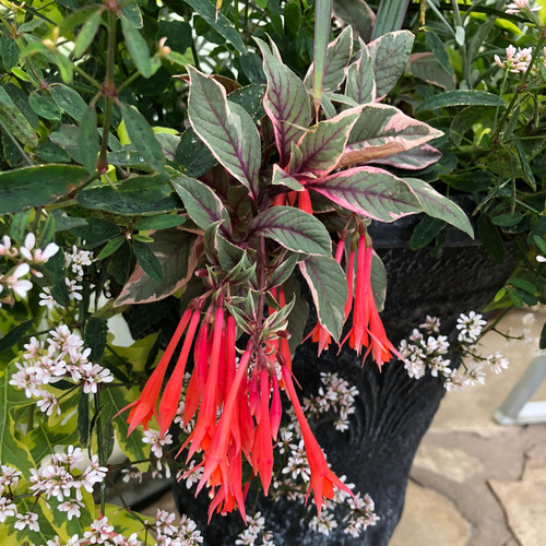 Fuchsia Firecracker Plant in urn Planter Blooming