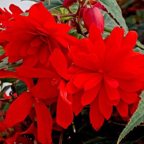 Funky® Orange Begonia Flower Petals