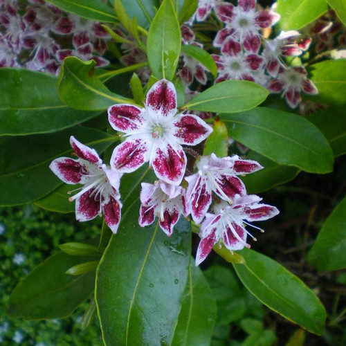 Galaxy Mountain Laurel Flowers and Leaves