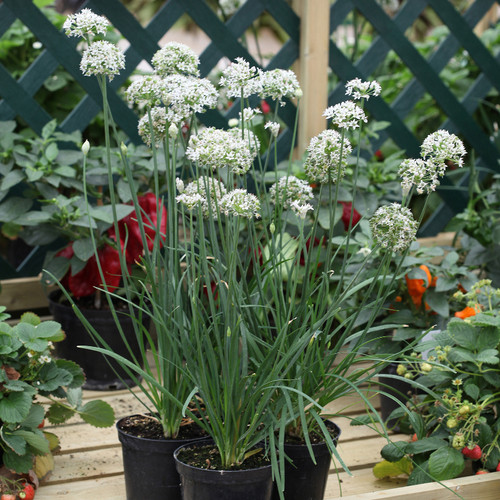 Garlic Chives Blooming in Patio Containers