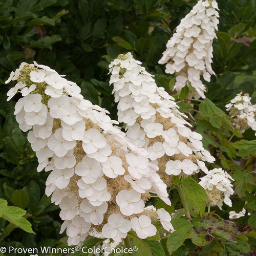 White Gatsby Gal Hydrangea Flowers