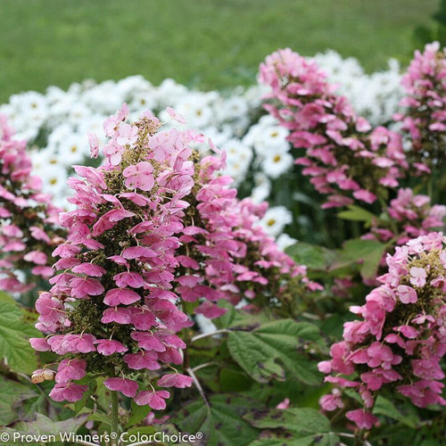 Gatsby Pink Hydrangea