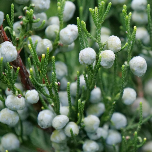 Gin Fizz® Juniper berries and foliage