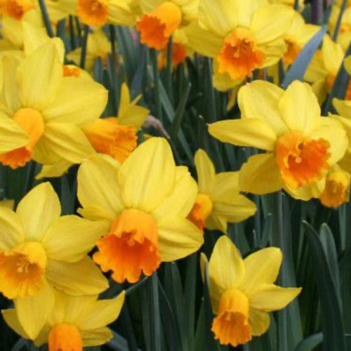 Golden Dawn Daffodil Bulbs flowers