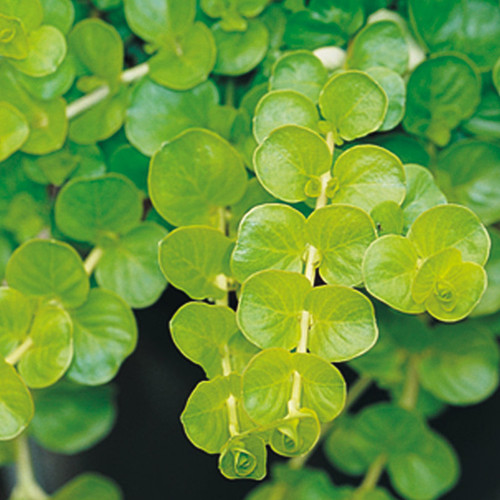 Goldilocks Creeping Jenny Foliage