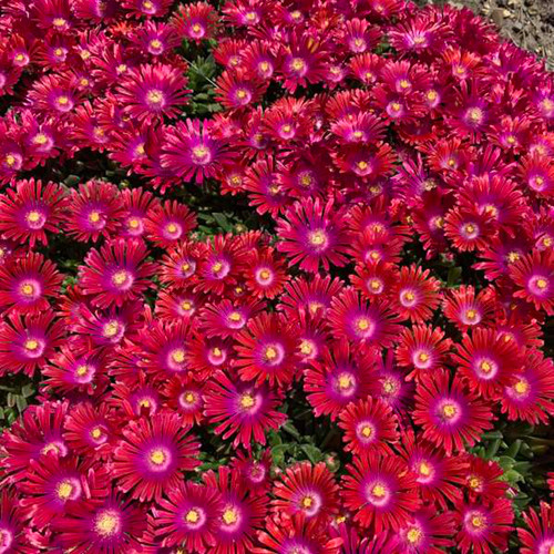 Drought Tolerant Ground Covers