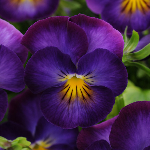 Halo Violet with Dark Purple Blooms