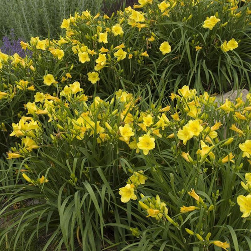 Happy Returns Daylily Cropped