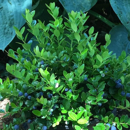 healthy Berried Treasure Box Huckleberry in the shade