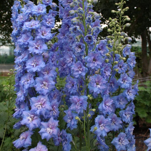 Blue Lace Bee Delphinium Flowering