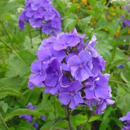 Healthy  Blue Paradise Garden Phlox