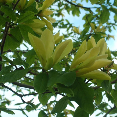 Healthy Butterflies Magnolia