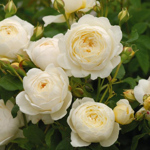 Claire Austin English Climbing Rose Flowers
