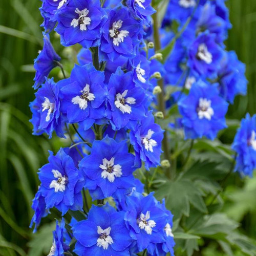 Healthy Cobalt Dreams Larkspur