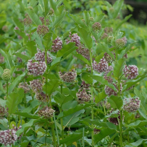 Healthy Common Milkweed